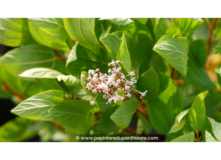 CEANOTHUS pallidus 'Marie Simon'® CEANOTHUS pallidus 'Marie Simon'®