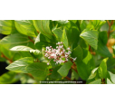 CEANOTHUS pallidus 'Marie Simon'® CEANOTHUS pallidus 'Marie Simon'®