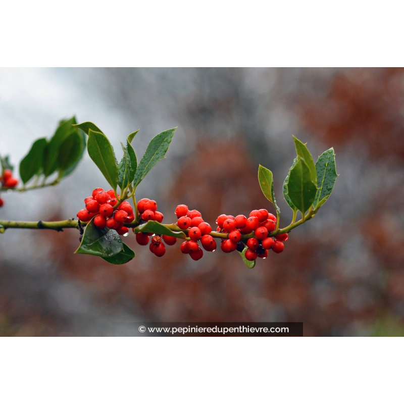 ILEX aquifolium 'J. C. van Tol'