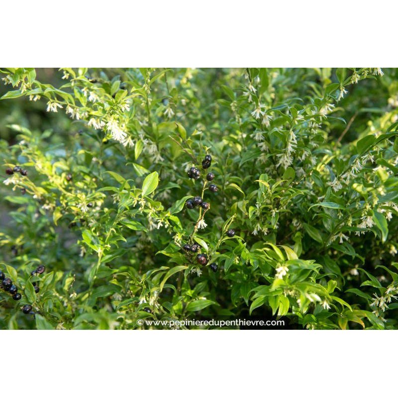 SARCOCOCCA confusa