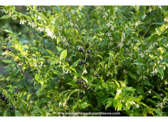 SARCOCOCCA confusa