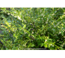SARCOCOCCA confusa SARCOCOCCA confusa