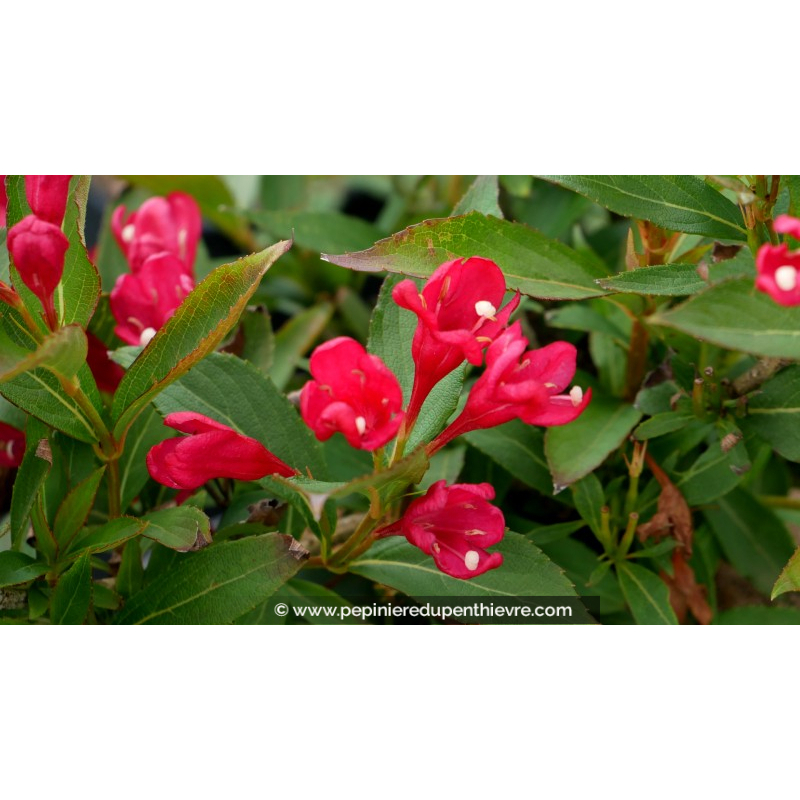 WEIGELA 'All Summer Red'