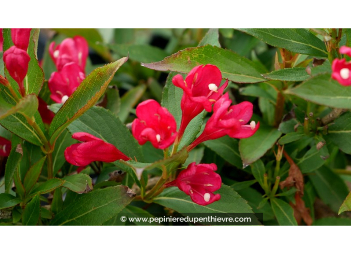 WEIGELA 'All Summer Red'