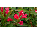 WEIGELA 'All Summer Red'