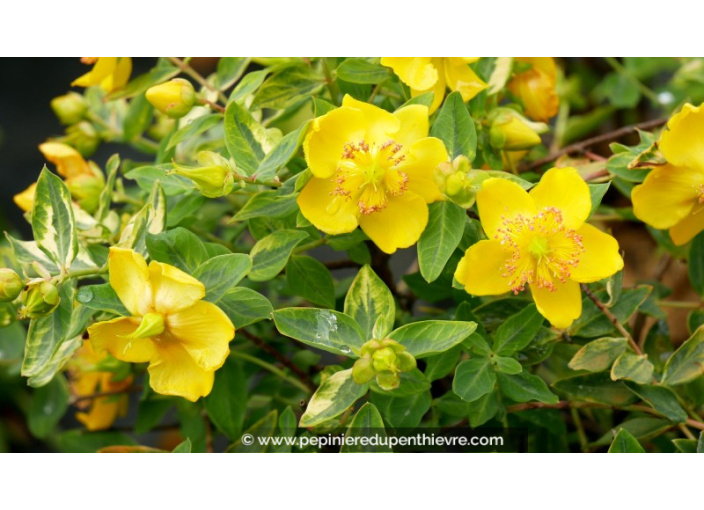 HYPERICUM x moserianum 'Little Misstery'®