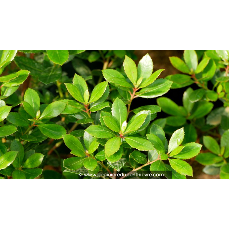 ARBUTUS unedo 'Compacta'