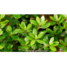 ARBUTUS unedo \'Compacta\'