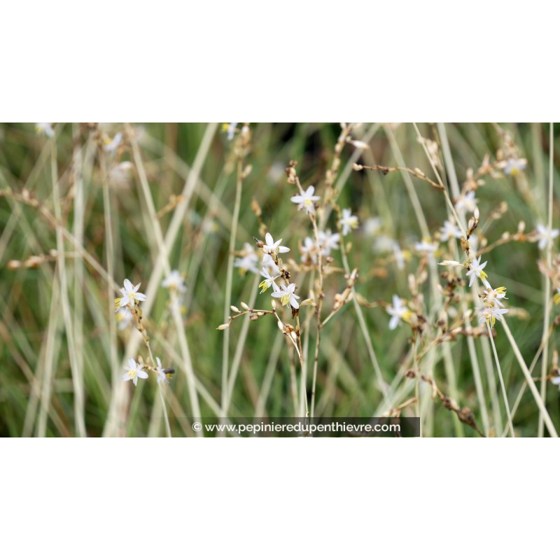 ANTHERICUM saundersiae 'Starlight'