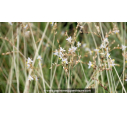 ANTHERICUM saundersiae 'Starlight' ANTHERICUM saundersiae 'Starlight'