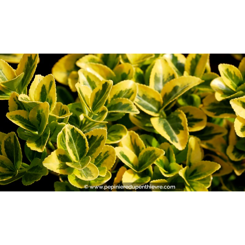 EUONYMUS japonicus 'Aureomarginatus'