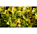 EUONYMUS japonicus 'Aureomarginatus' EUONYMUS japonicus 'Aureomarginatus'