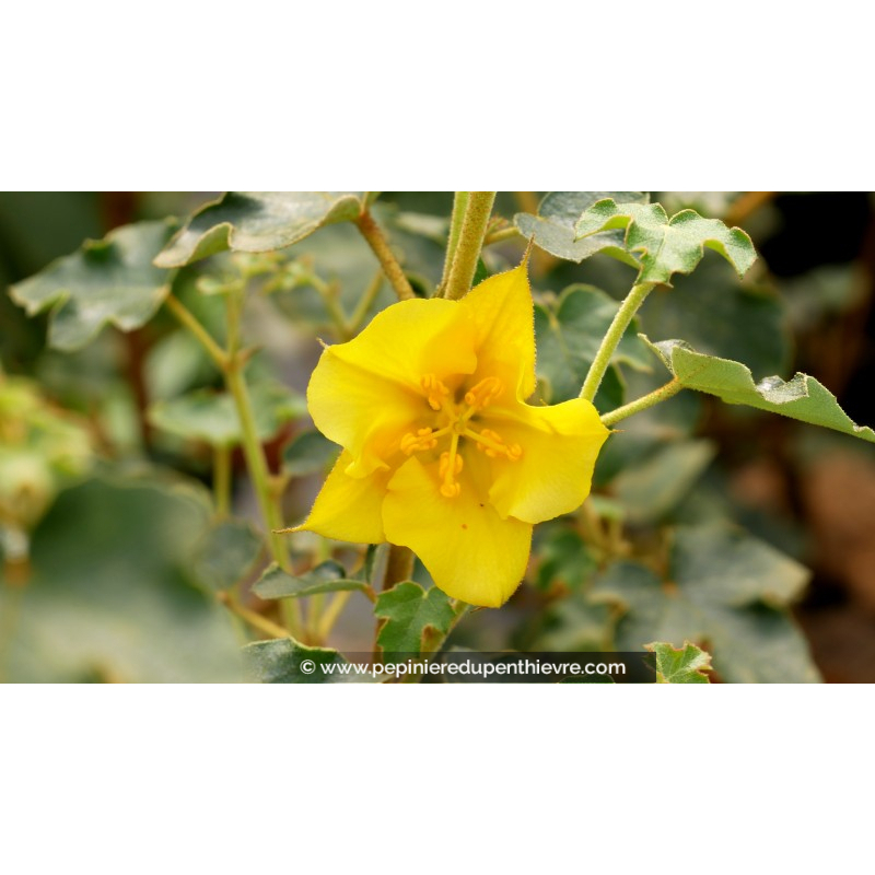 FREMONTODENDRON 'California Glory'