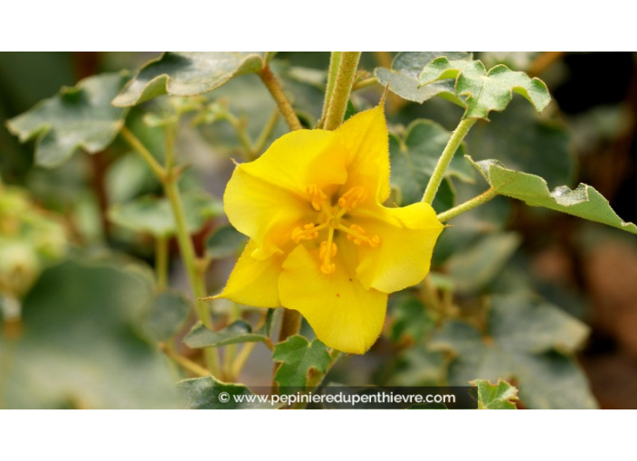 FREMONTODENDRON 'California Glory'