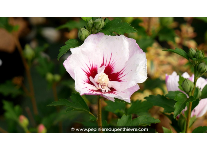HIBISCUS syriacus 'Pinky Spot'®