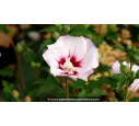 HIBISCUS syriacus 'Pinky Spot'®