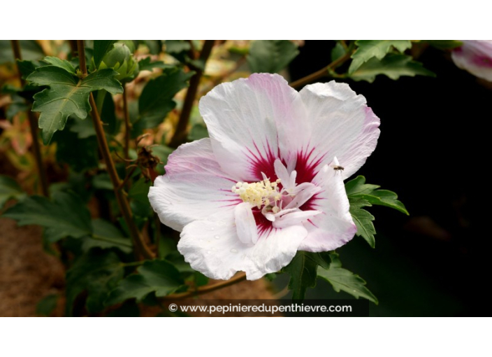 HIBISCUS syriacus 'Pinky Spot'®