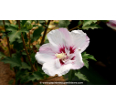 HIBISCUS syriacus 'Pinky Spot'®