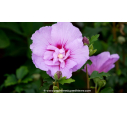 HIBISCUS syriacus 'Lavender Chiffon'®