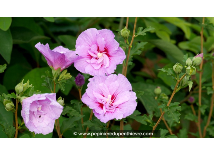 HIBISCUS syriacus 'Lavender Chiffon'®