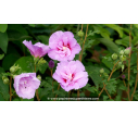 HIBISCUS syriacus 'Lavender Chiffon'®