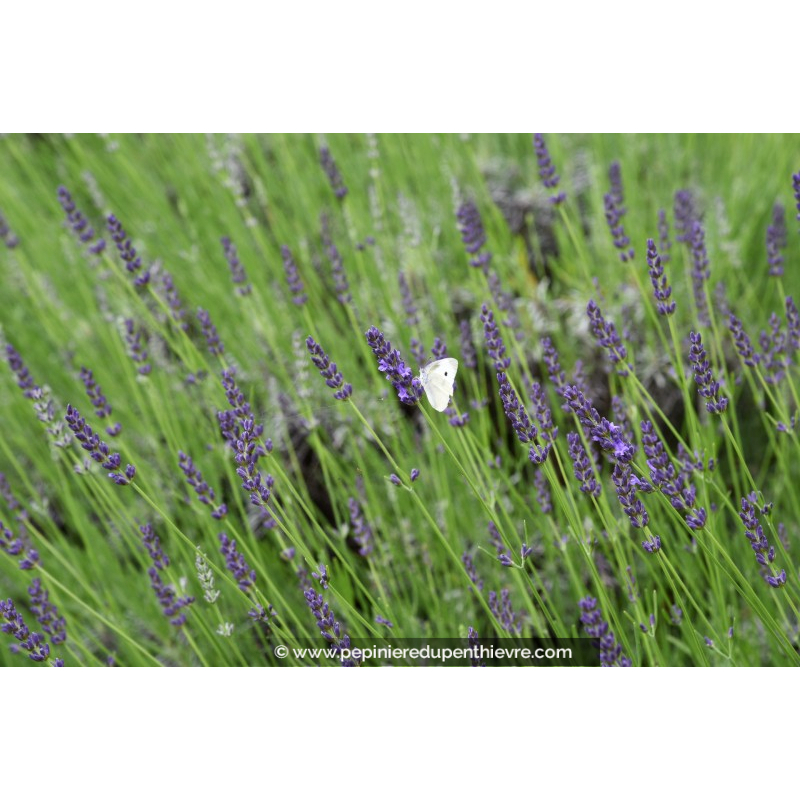 LAVANDULA angustifolia 'Grosso'