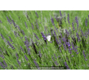 LAVANDULA angustifolia 'Grosso' LAVANDULA angustifolia 'Grosso'