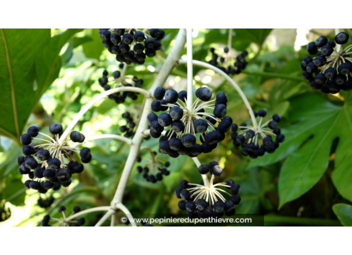 FATSIA japonica FATSIA japonica