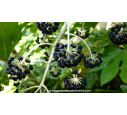 FATSIA japonica FATSIA japonica