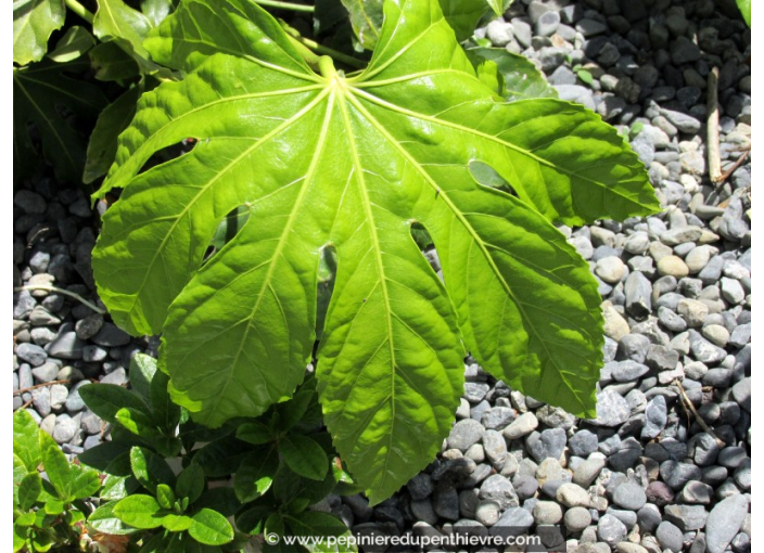 FATSIA japonica