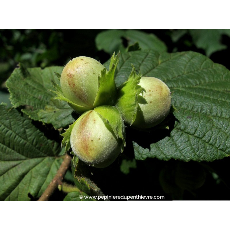 NOISETIER 'Coxford'
