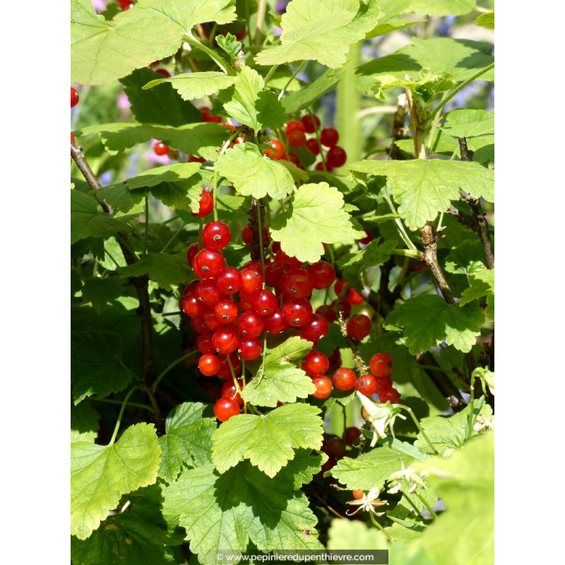 GROSEILLIER à grappes rouges  'Junifer'