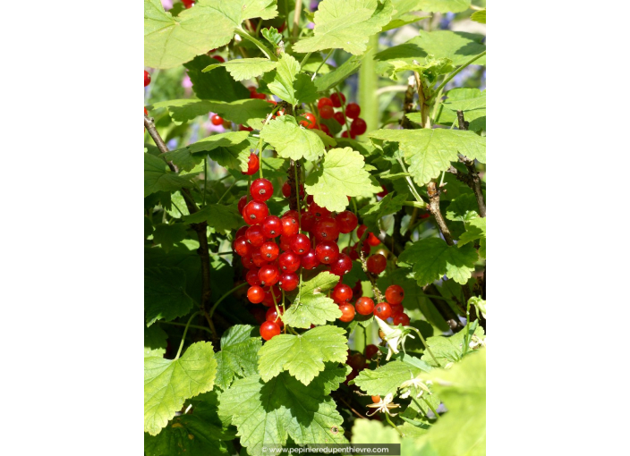 GROSEILLIER à grappes rouges  'Junifer'