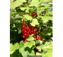 GROSEILLIER à grappes rouges  'Junifer'