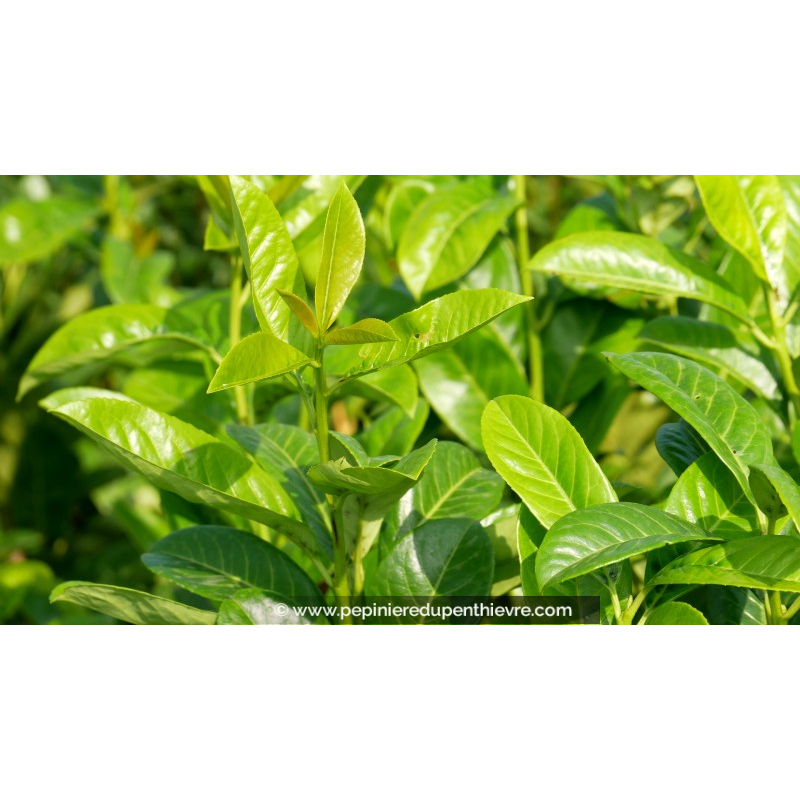 PRUNUS laurocerasus 'Rotundifolia'