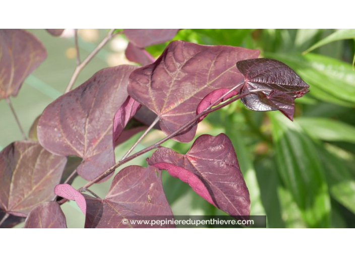 CERCIS canadensis 'Forest Pansy'