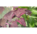 CERCIS canadensis 'Forest Pansy'