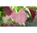 CERCIS canadensis 'Forest Pansy'