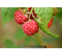 FRAMBOISIER 'Malling Promise' FRAMBOISIER 'Malling Promise'