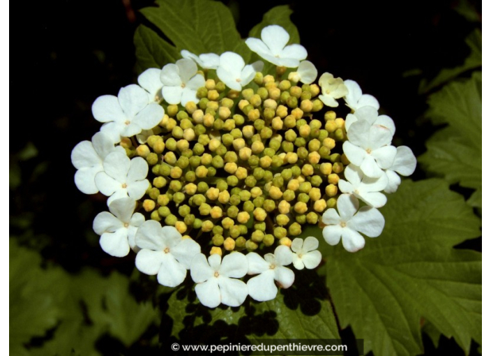 VIBURNUM opulus