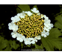 VIBURNUM opulus