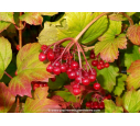 VIBURNUM opulus