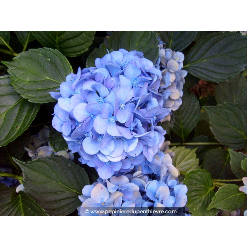 HYDRANGEA macrophylla 'Yola'