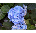 HYDRANGEA macrophylla 'Yola'