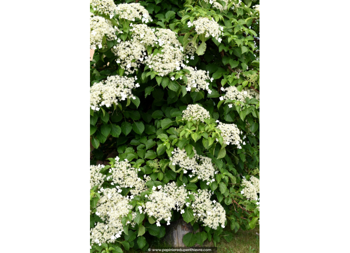 HYDRANGEA anomala subsp. petiolaris