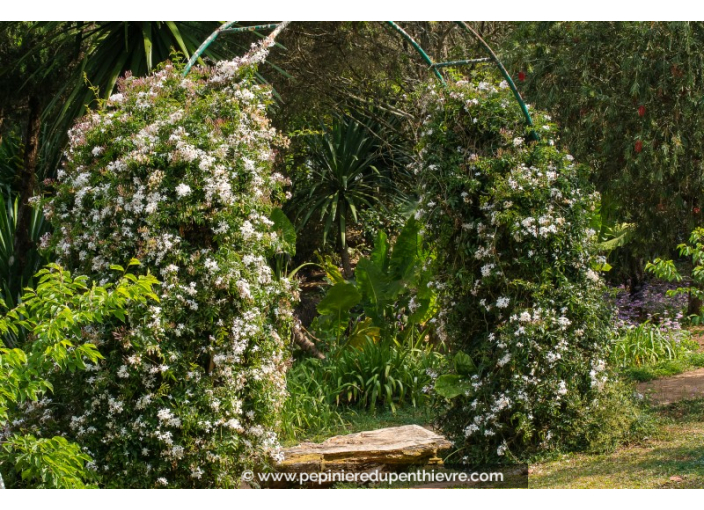 JASMINUM officinale