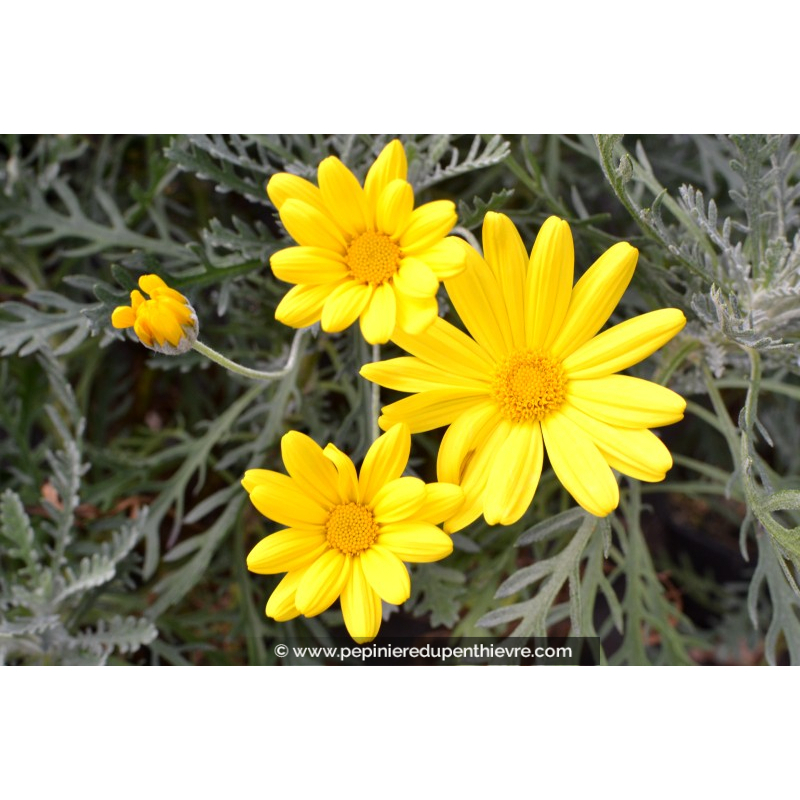 EURYOPS pectinatus