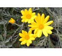 EURYOPS pectinatus