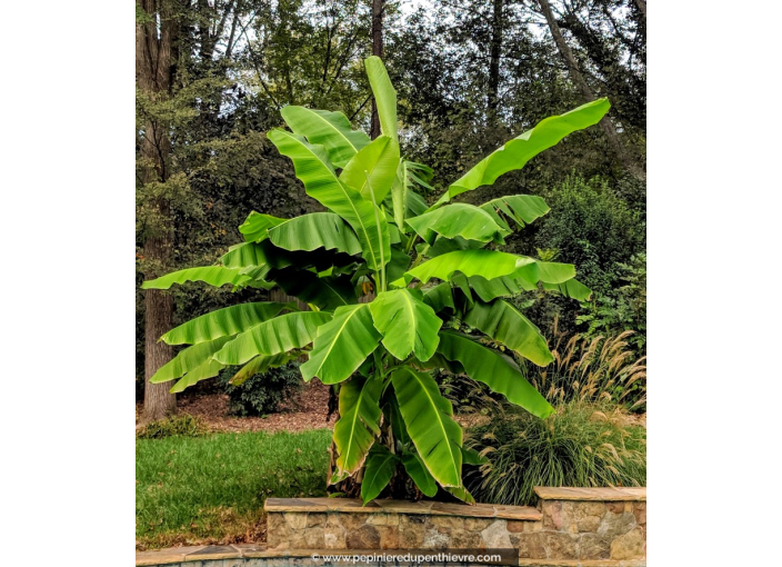 MUSA 'Basjoo'