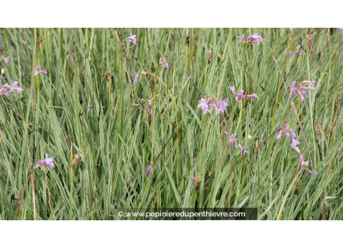 TULBAGHIA violacea 'Silver Lace'